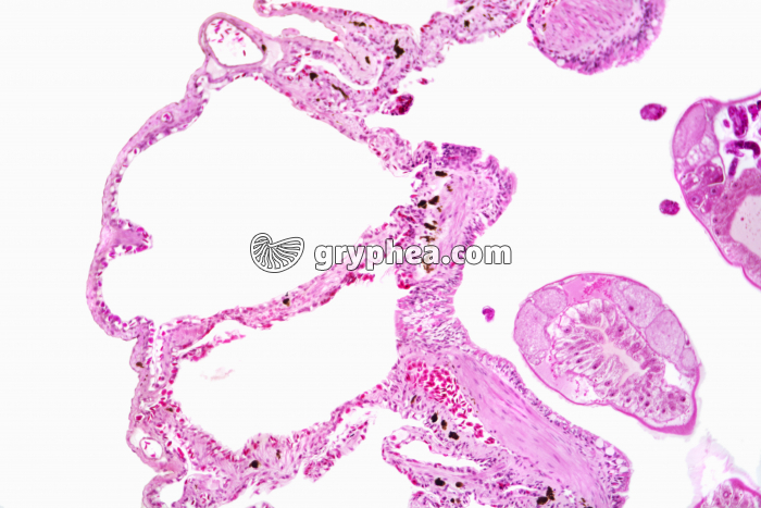 Poumon de Grenouille x25 - gryphea.org